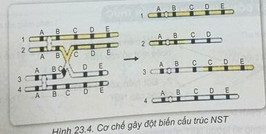Khoa học tự nhiên 9 Bài 23: Đột biến cấu trúc nhiễm sắc thể