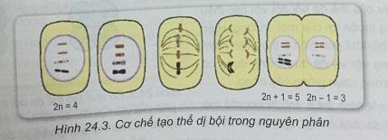 Khoa học tự nhiên 9 Bài 24: Đột biến số lượng nhiễm sắc thể