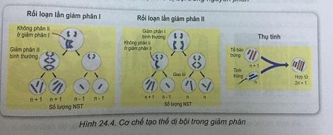 Khoa học tự nhiên 9 Bài 24: Đột biến số lượng nhiễm sắc thể