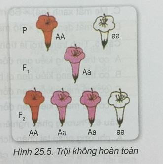 Khoa học tự nhiên 9 Bài 25: Di truyền học Menđen - Lai một cặp tính trạng