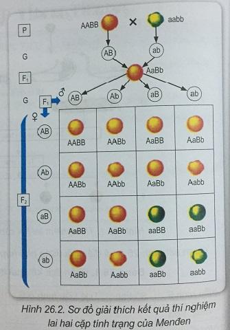Khoa học tự nhiên 9 Bài 26: Di truyền học Menđen - Lai hai cặp tính trạng