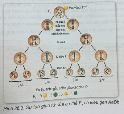 Khoa học tự nhiên 9 Bài 26: Di truyền học Menđen - Lai hai cặp tính trạng