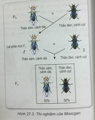Khoa học tự nhiên 9 Bài 27: Di truyền liên kết và liên kết với giới tính