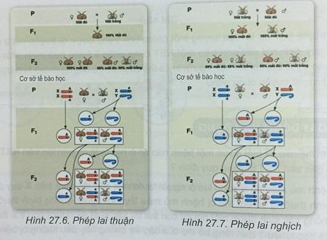 Khoa học tự nhiên 9 Bài 27: Di truyền liên kết và liên kết với giới tính