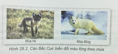 Khoa học tự nhiên 9 Bài 28: Mối quan hệ giữa kiểu gen - Môi trường - Kiểu hình