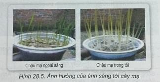 Khoa học tự nhiên 9 Bài 28: Mối quan hệ giữa kiểu gen - Môi trường - Kiểu hình