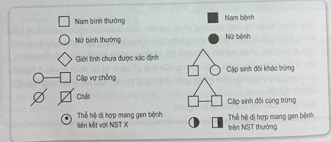 Khoa học tự nhiên 9 Bài 29: Di truyền học người
