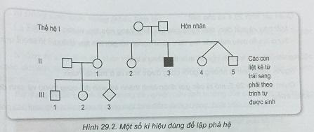 Khoa học tự nhiên 9 Bài 29: Di truyền học người