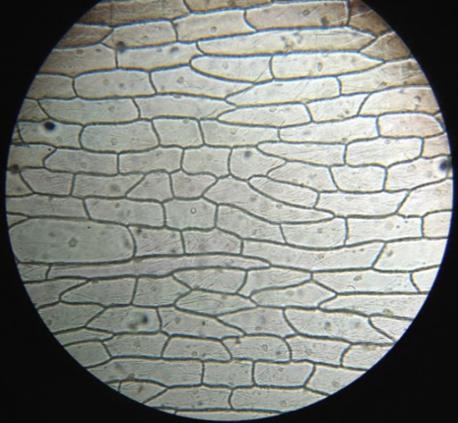 Giải VBT Sinh học lớp 6 bài 6