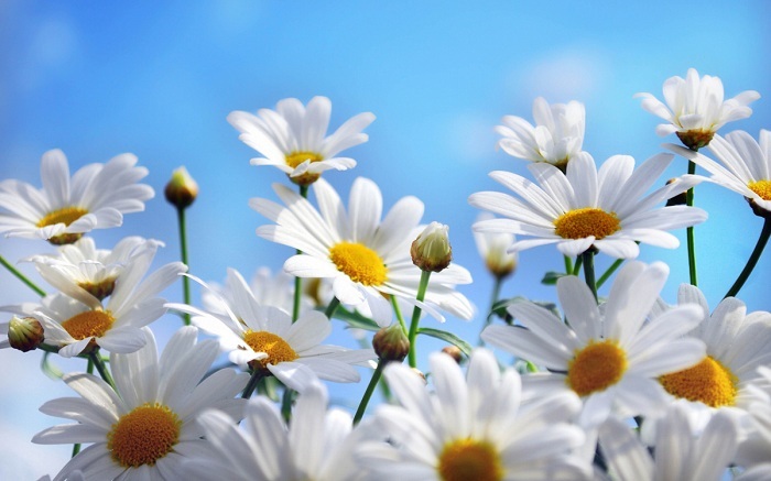 Sự tích hoa Cúc trắng