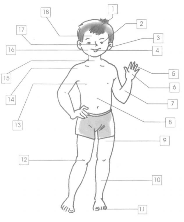 Giải vở bài tập Tự nhiên và Xã hội 1 bài 1: Cơ thể chúng ta