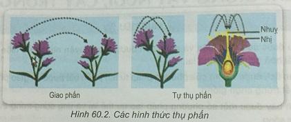 Khoa học tự nhiên 9 bài 60: Lai giống vật nuôi, cây trồng