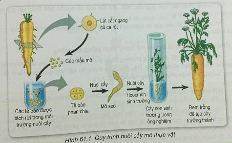 Khoa học tự nhiên 9 bài 61: Công nghệ tế bào
