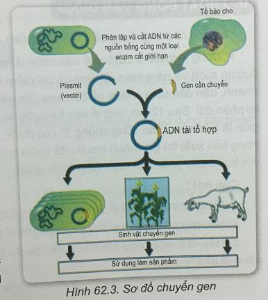 Khoa học tự nhiên 9 bài 62: Công nghệ gen