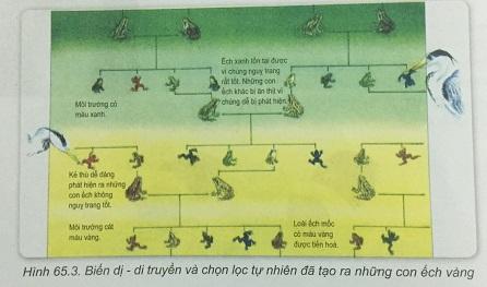 Khoa học tự nhiên 9 bài 65: Sinh vật thích nghi kì diệu với môi trường