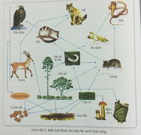Khoa học tự nhiên 9 bài 66: Luyện tập sinh vật với môi trường