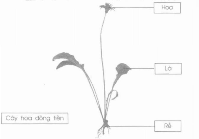 Giải vở bài tập Tự nhiên và Xã hội 1 bài 23