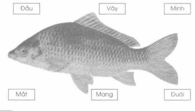 Giải vở bài tập Tự nhiên và Xã hội 1 bài 25