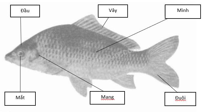 Giải vở bài tập Tự nhiên và Xã hội 1 bài 25