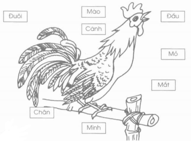 Giải vở bài tập Tự nhiên và Xã hội 1 bài 26: Con gà