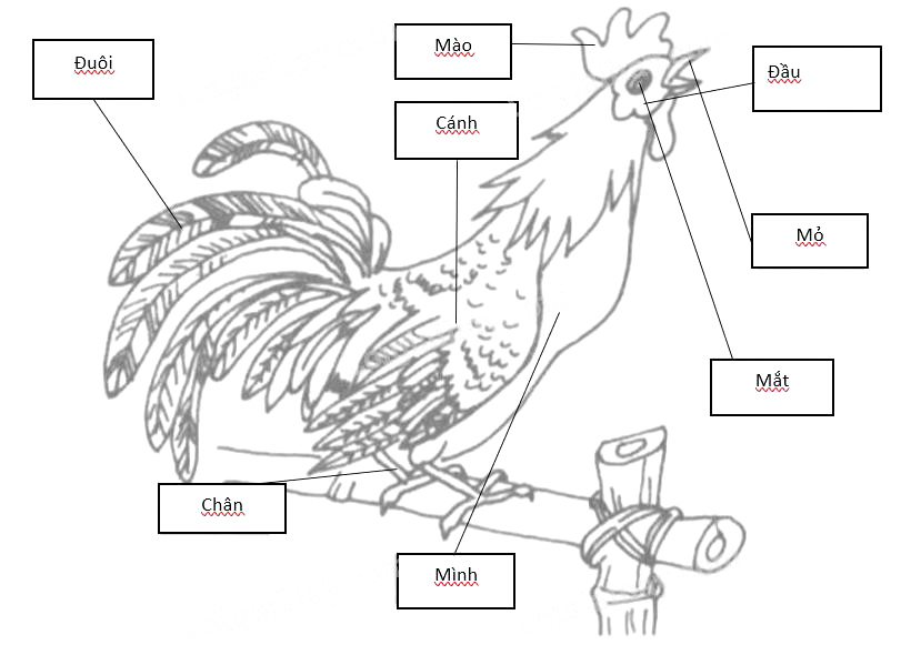 Giải vở bài tập Tự nhiên và Xã hội 1 bài 26: Con gà
