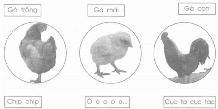 Giải vở bài tập Tự nhiên và Xã hội 1 bài 26: Con gà