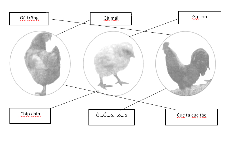 Giải vở bài tập Tự nhiên và Xã hội 1 bài 26: Con gà
