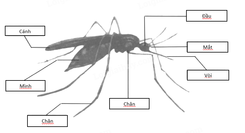 Giải vở bài tập Tự nhiên và Xã hội 1 bài 28