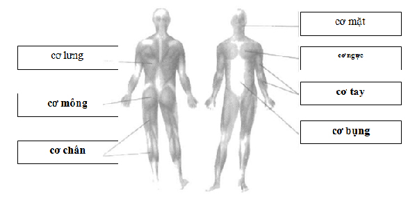 Giải Vở bài tập Tự nhiên và xã hội 2 bài 3