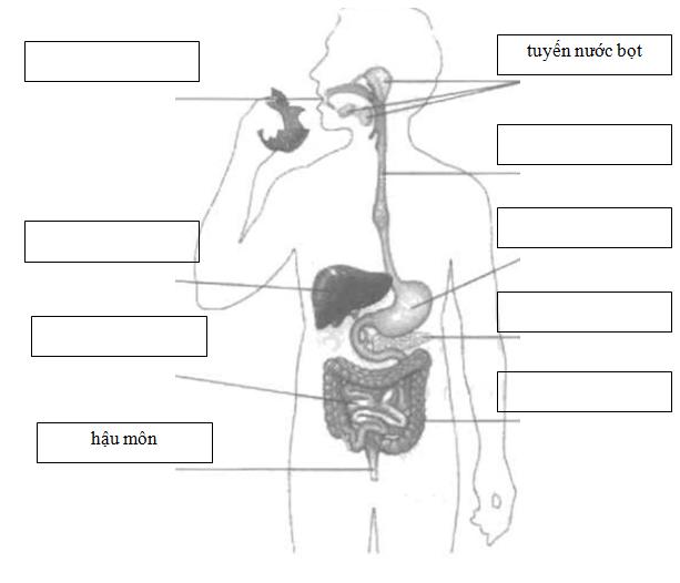 Giải Vở bài tập Tự nhiên và xã hội 2 bài 5