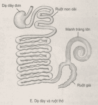 Đề kiểm tra giữa học kì 1 môn Sinh học 11 phần tự luận câu 2 hình B