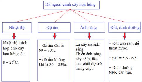 Soạn Công nghệ 9 bài Kĩ thuật trồng hoa hồng VNEN