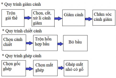 Soạn Công nghệ 9 bài Kĩ thuật trồng hoa hồng VNEN
