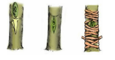 lý thuyết công nghệ 9