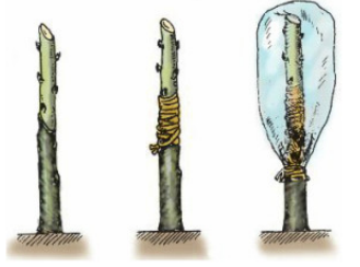 lý thuyết công nghệ 9