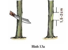 lý thuyết công nghệ 9