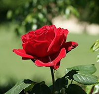 Ý nghĩa hoa hồng - Tổng hợp ảnh hoa hồng đẹp