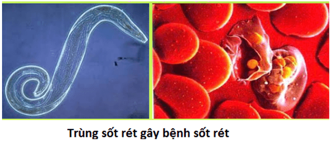 lý thuyết môn sinh học 7