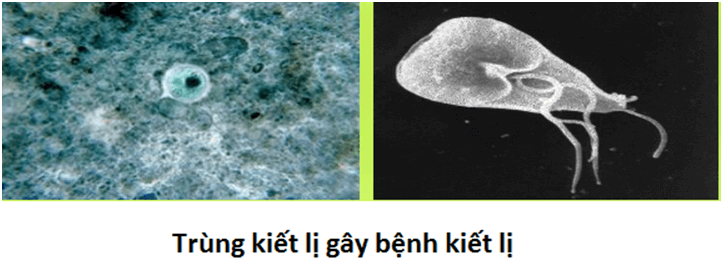 lý thuyết môn sinh học 7