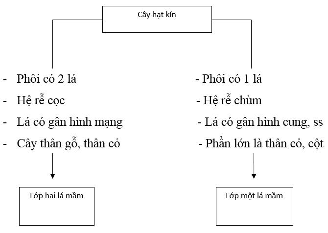  Lớp hai lá mầm và lớp một lá mầm