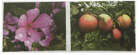 Bài 21A: Những công dân ưu tú