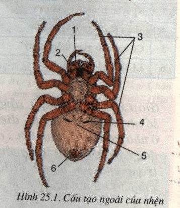 Đề kiểm tra cuối học kì 1 môn Sinh học 7