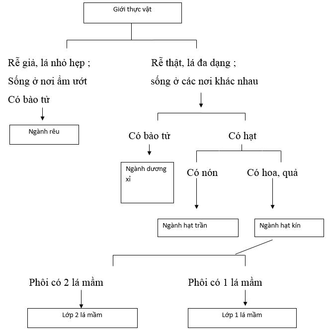 Khái niệm sơ lược về phân loại thực vật