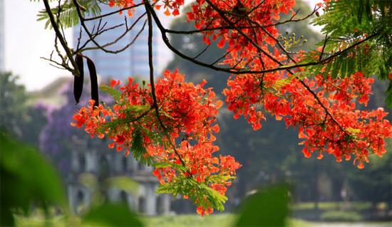 Tả một loại hoa mà em thích nhất: Hoa Phượng