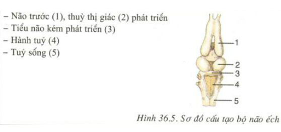 [Image: hay-neu-dac-diem-cau-tao-trong-cua-ech-d...-can-2.jpg]