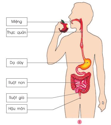Giải bài tập SGK Tự nhiên và xã hội 2 bài 5: Cơ quan tiêu hoá