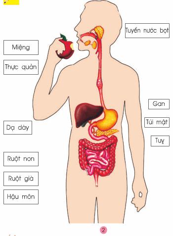 Giải bài tập SGK Tự nhiên và xã hội 2 bài 5: Cơ quan tiêu hoá