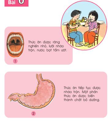 Giải bài tập SGK Tự nhiên và xã hội 2 bài 6