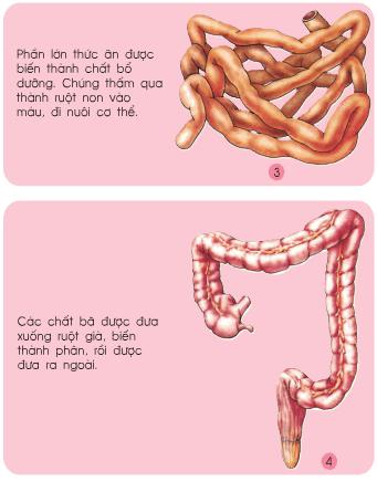 Giải bài tập SGK Tự nhiên và xã hội 2 bài 6