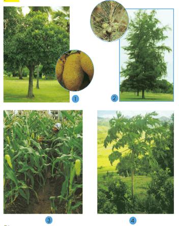 Giải bài tập SGK Tự nhiên và xã hội 2 bài 25